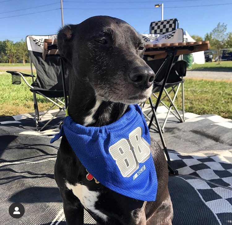 NASCAR fan's black dog wearing blue #88 scarf at racetrack