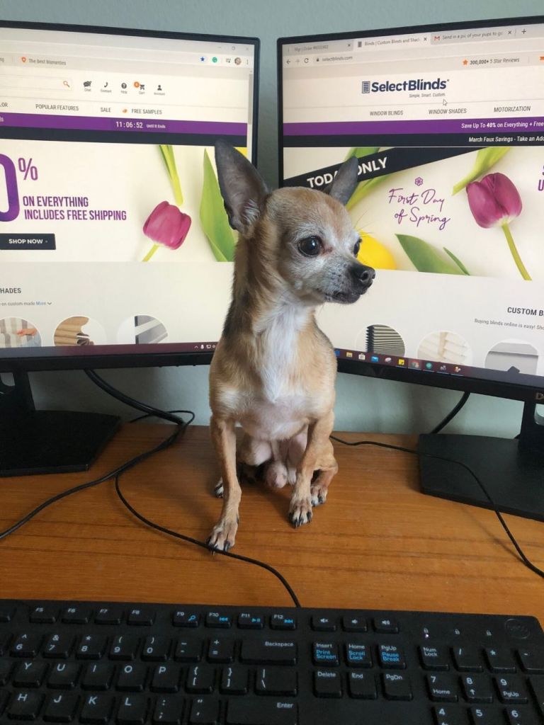Cash the dog sits on his mom's desk to help her work.