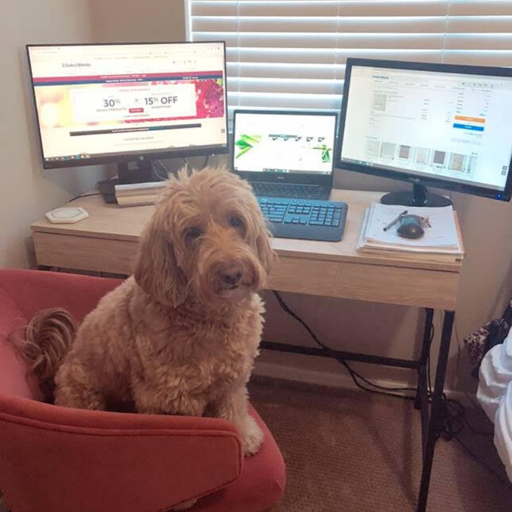 Gatsby the Mini Goldendoodle loves helping mom work from home!