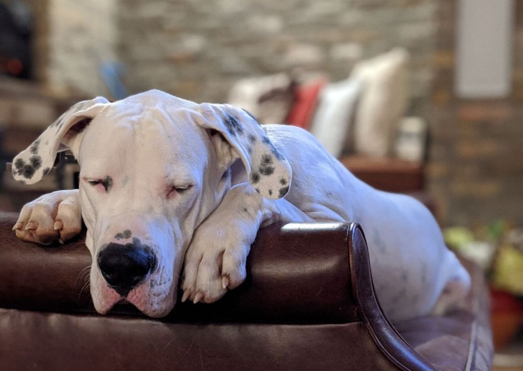 Dogo Argentino/Mastiff mix sleeps on the couch.