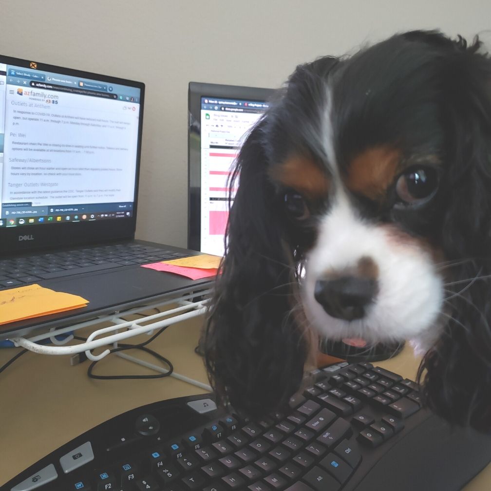 Cavalier King Charles Spaniel helps mom work from home.